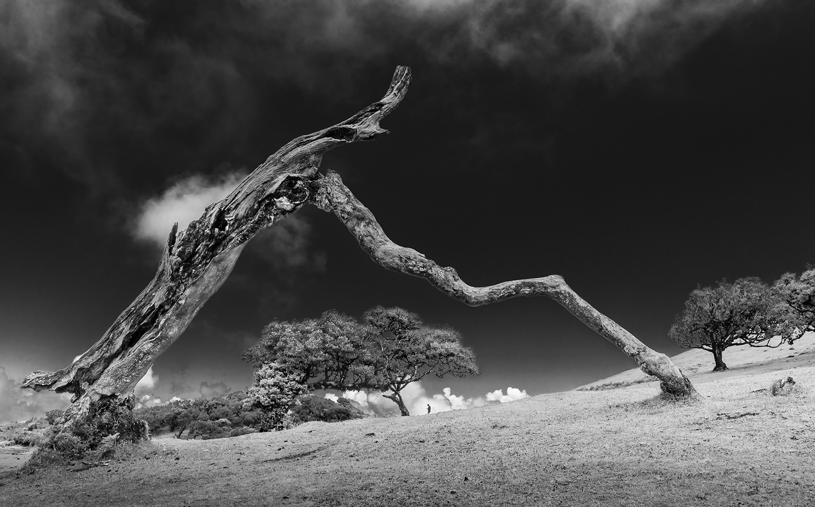 2nd - Fallen Arch - Neil Anderson