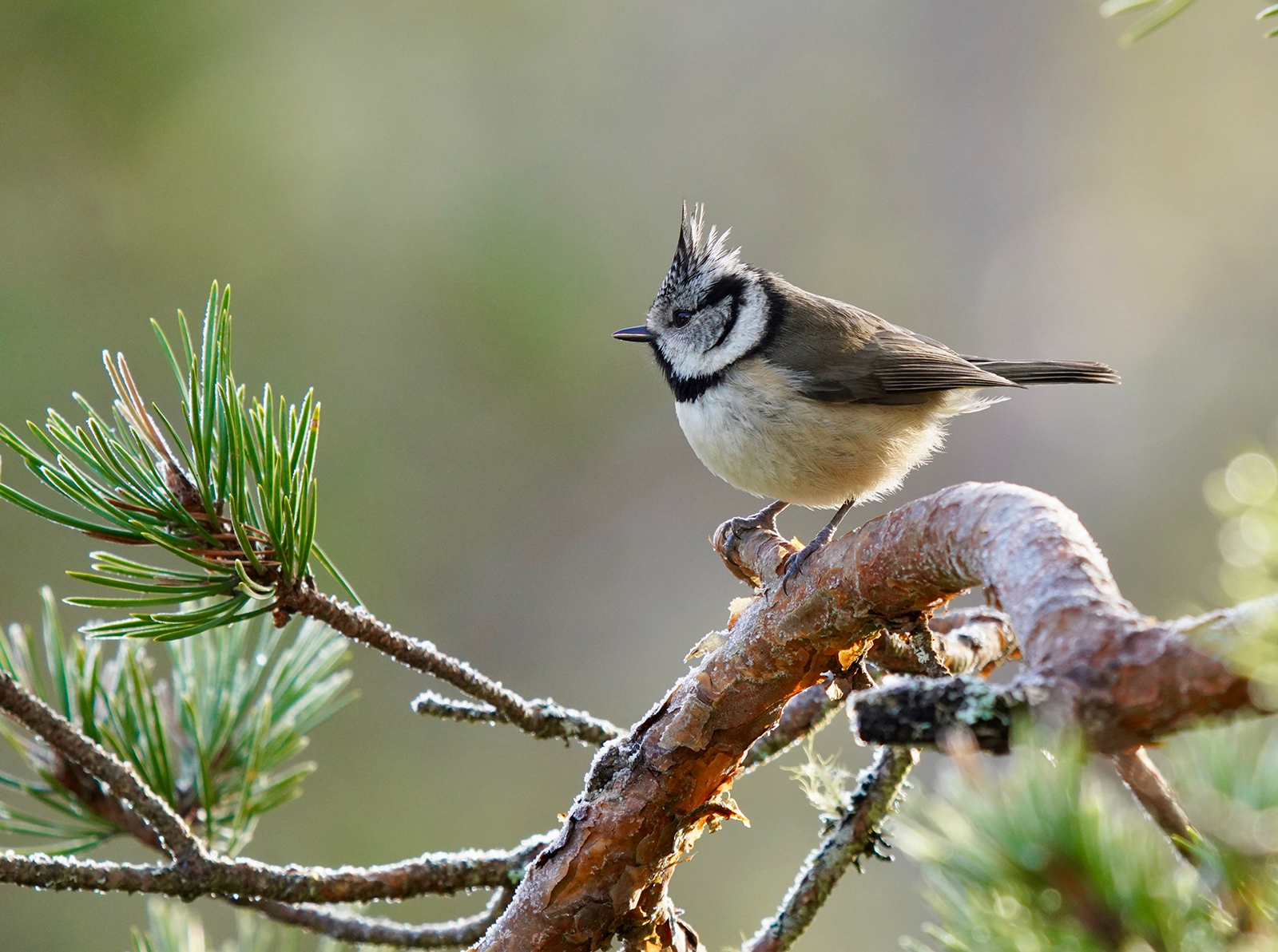 2nd - Crested Tit - John Bradley