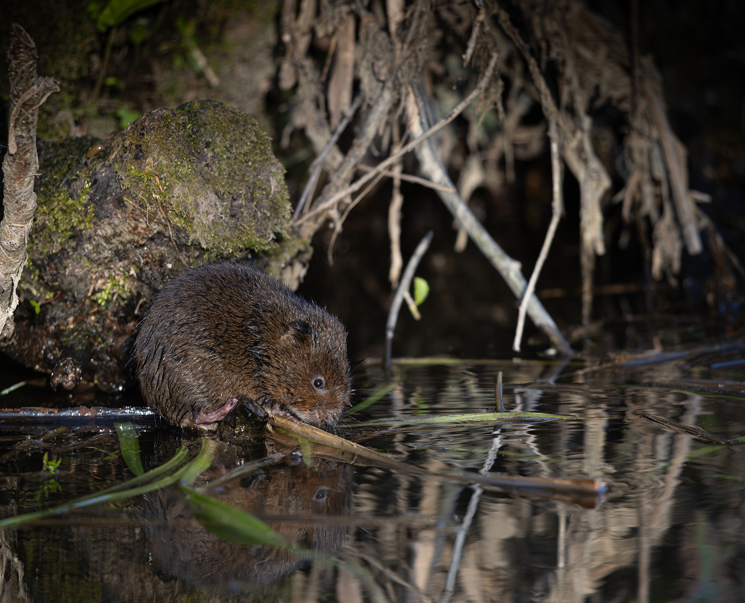 3rd - Water Vole - Steve Burton