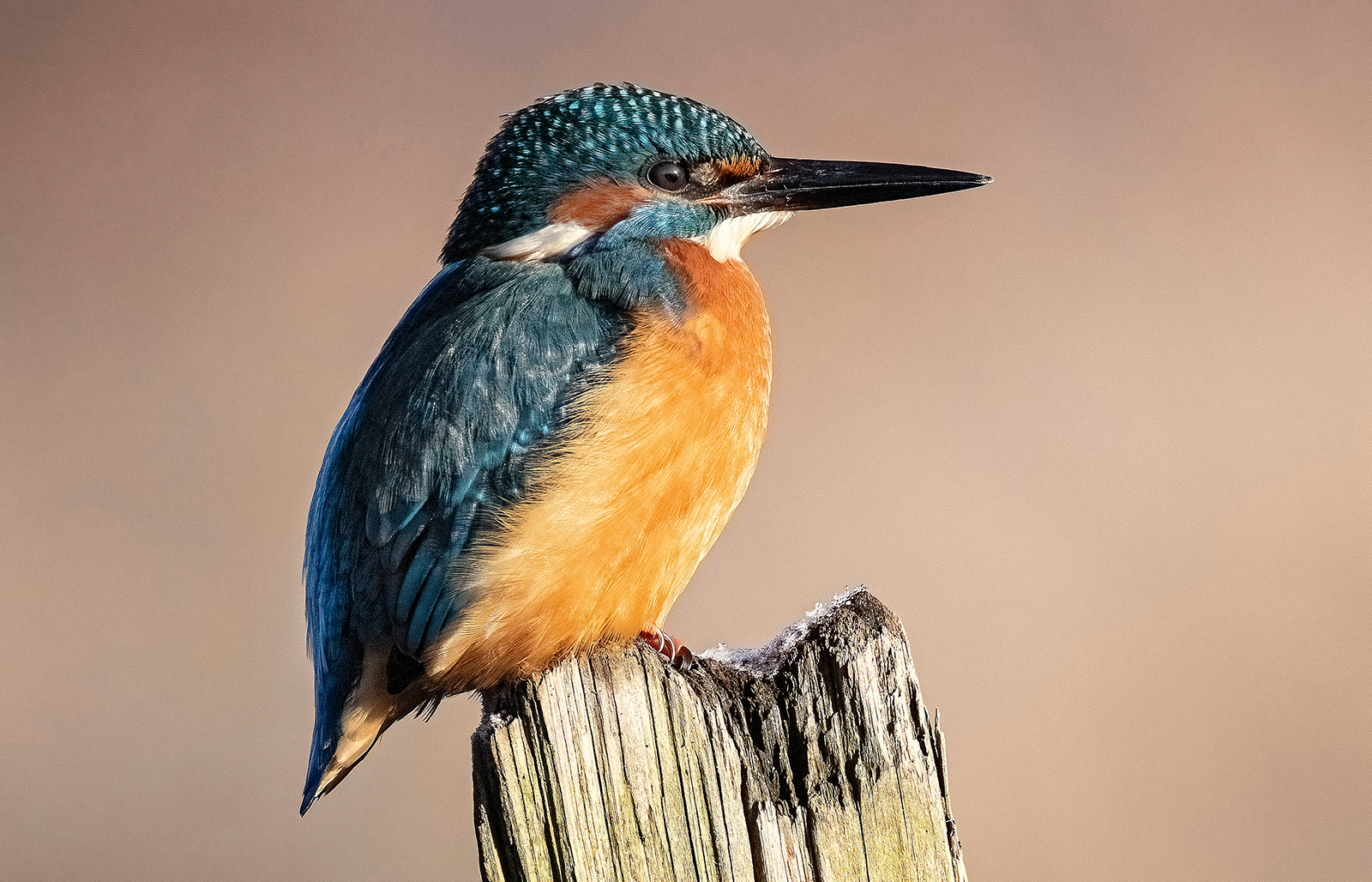 HC - Kingfisher - Mick Martindale