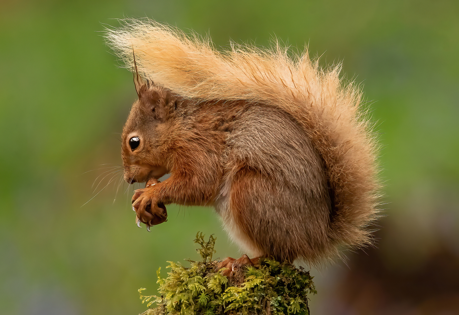 HC - Red Squirrel (1) - Mick Martindale