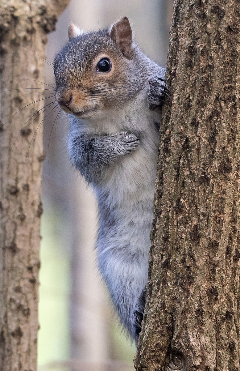 HC - Secret Squirrel - Neil Anderson