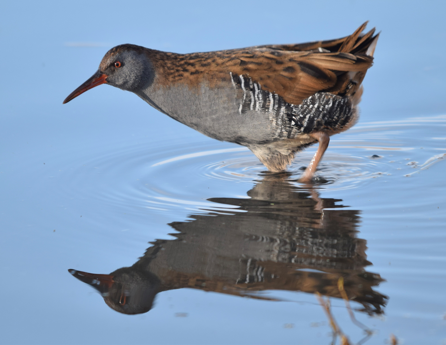 HC - Water Rail - Bob Amos