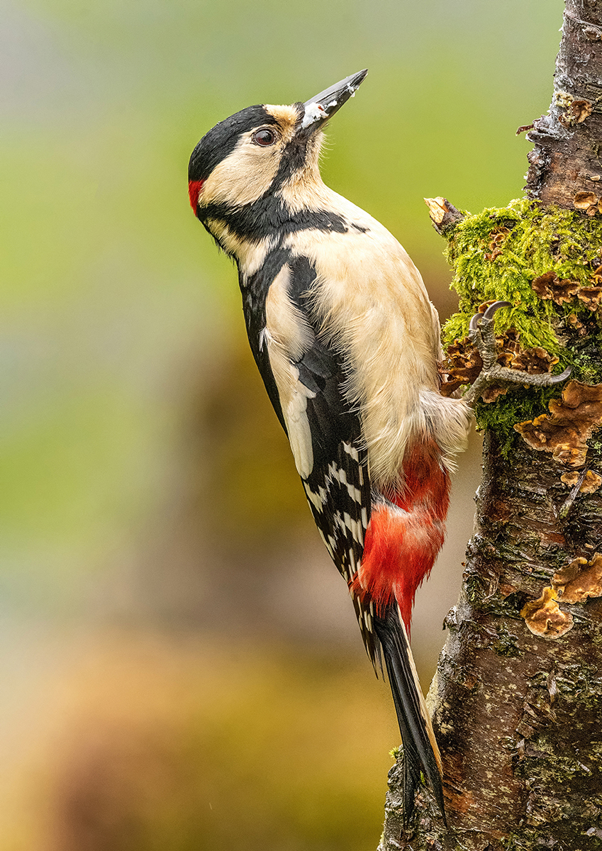 HC - Woodpecker - Mick Martindale